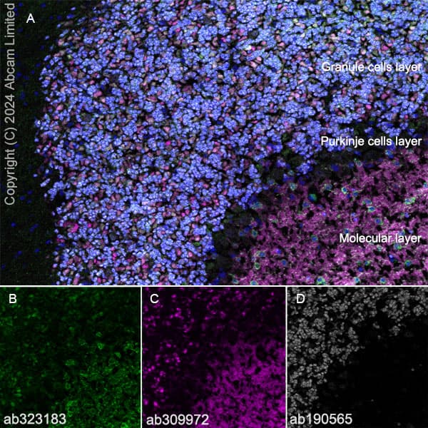 Alexa Fluor® 647 Anti-NeuN antibody [EPR12763] - Neuronal Marker(AB190565)
