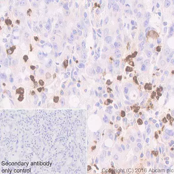 Anti-Myeloperoxidase antibody [EPR20257](AB208670)