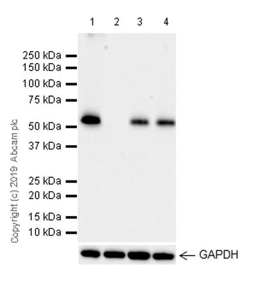 Traf3 Antibody Epr22992 93 Ab239357  Western Blot Img16185