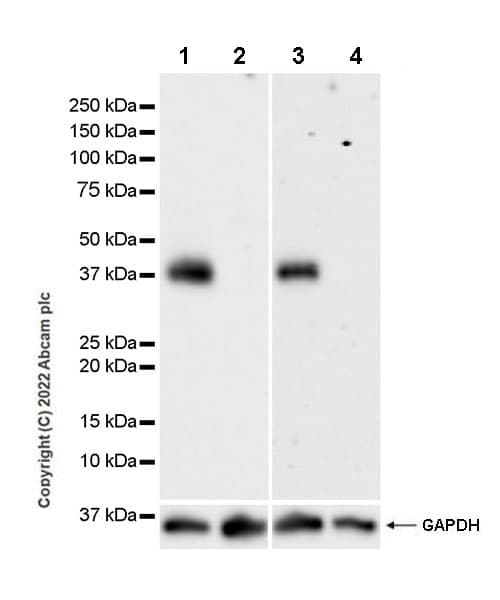 Anti-CD37 antibody [EPR25397-149] (BSA and Azide free)(AB300412)