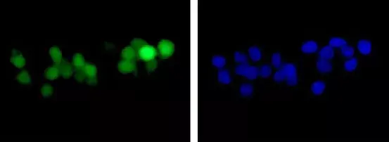 Anti-GFP antibody [EPR14104](AB183734)