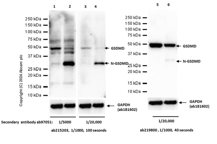 Anti-cleaved N-terminal GSDMD antibody [EPR20829-408](ab215203)
