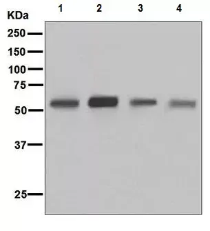 Anti-CD4 antibody [EPR6855](AB133616)