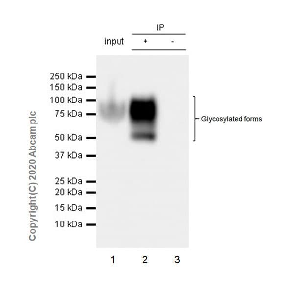 Anti-CEACAM6 antibody [EPR23956-80](AB275022)
