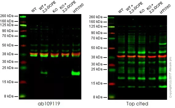 Anti-p21 antibody [EPR3993](AB109199)