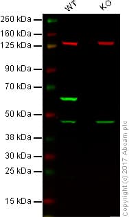 Anti-HDAC2 antibody(AB16032)