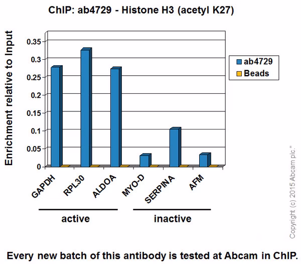 ChIP-seq analysis of H3K27ac enrichment in HeLa cells