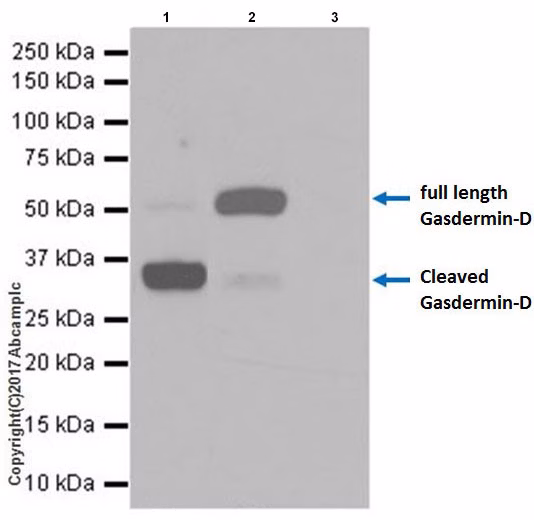 Western blot of Gasdermin-D cleaved by LPS and nigericin in RAW 264.7 cells.