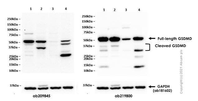 Western blot analysis of GSDMD protein in various mouse cell lines.