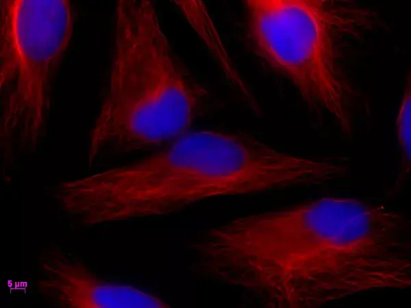 ATTO 594 Maleimide Fluorescent Label 1 mg