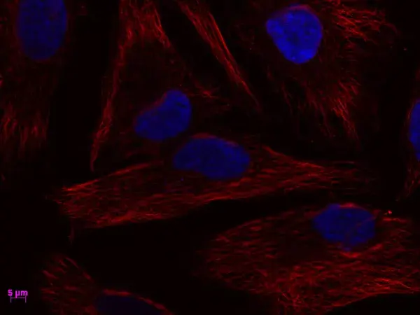 ATTO 594 Maleimide Fluorescent Label 1 mg