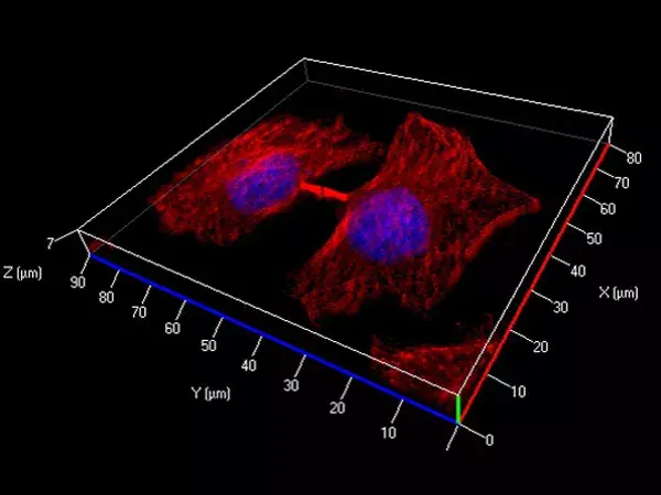 ATTO 594 Maleimide Fluorescent Label 1 mg