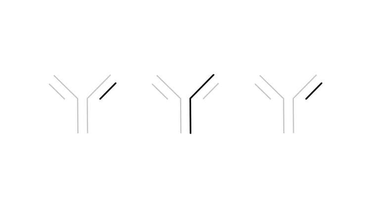 antibody-characterization