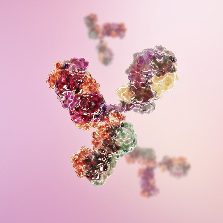 cld-antibody