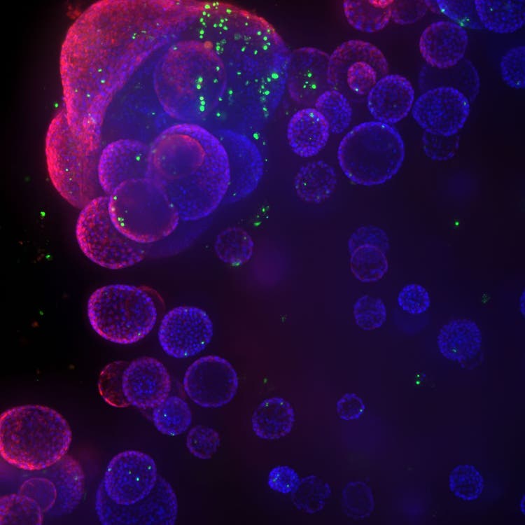 3D Ready Organoids